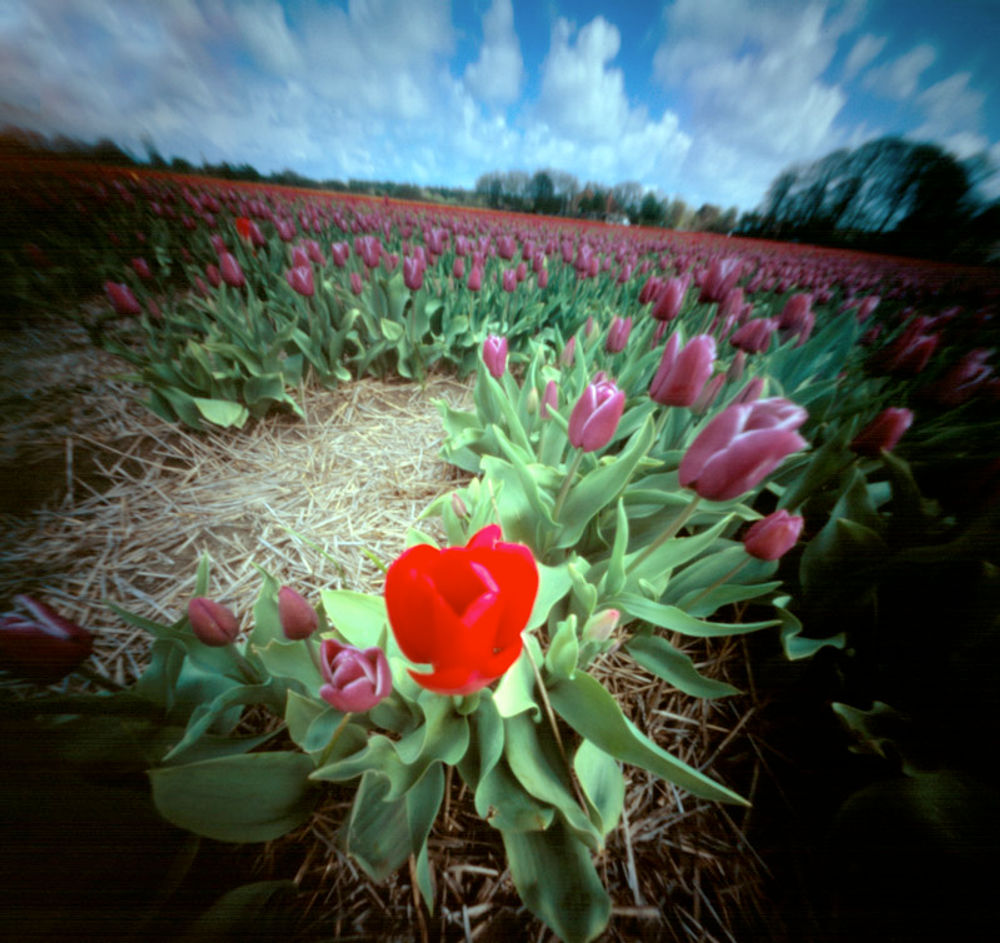 Eenzame tulp