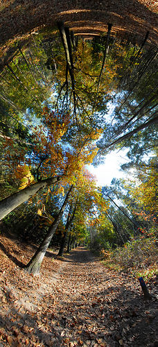 Herfstbos Driebergen