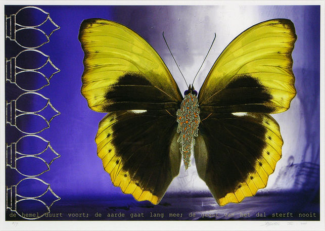 Vlinder I