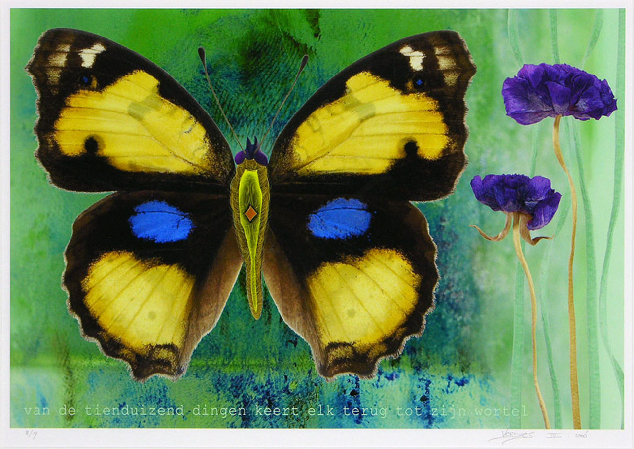 Vlinder II