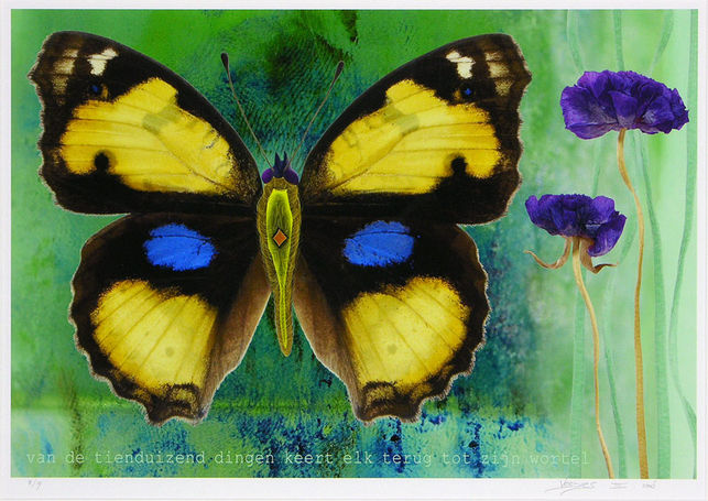 Vlinder II