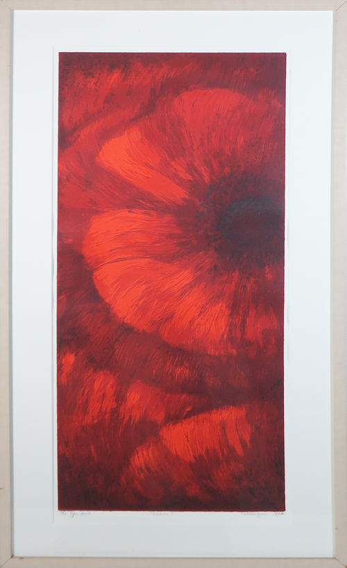 Papaver  i     35/60