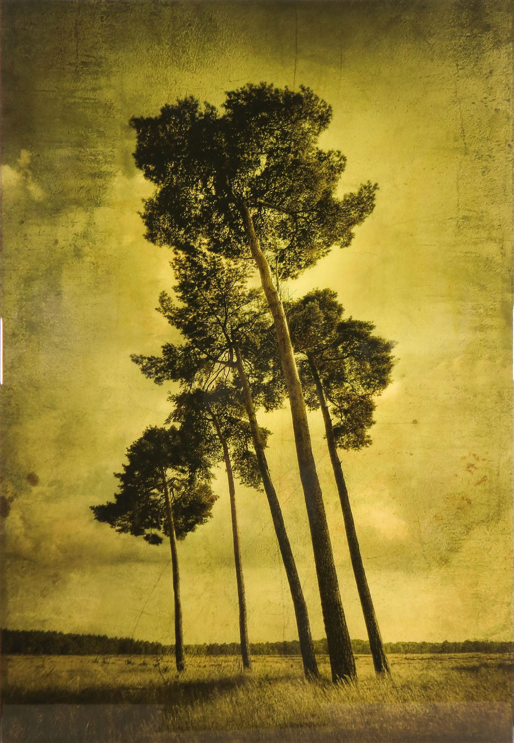 5 Trees