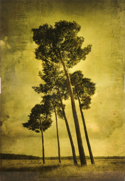 5 Trees