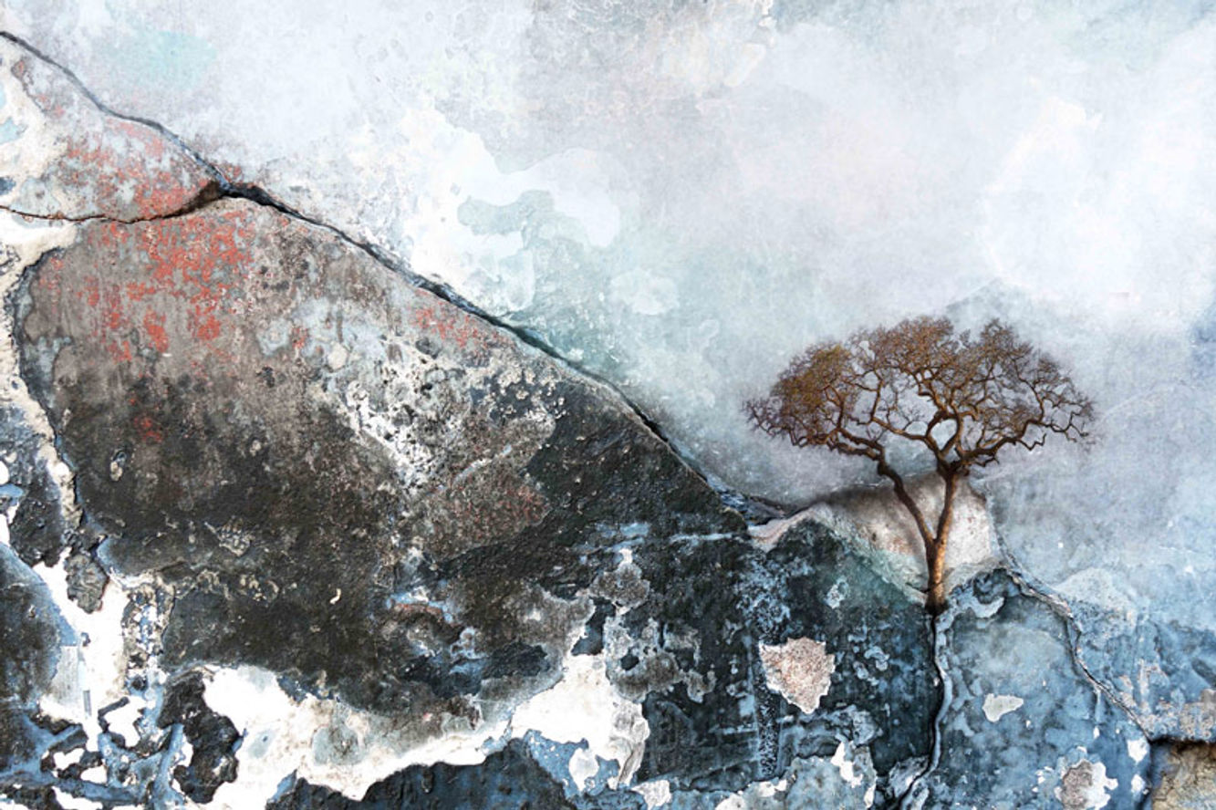Solitary tree (5)
