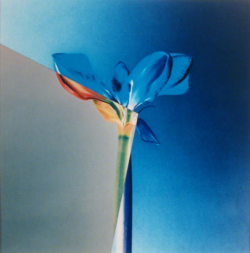 Amaryllidaceae Amaryllis