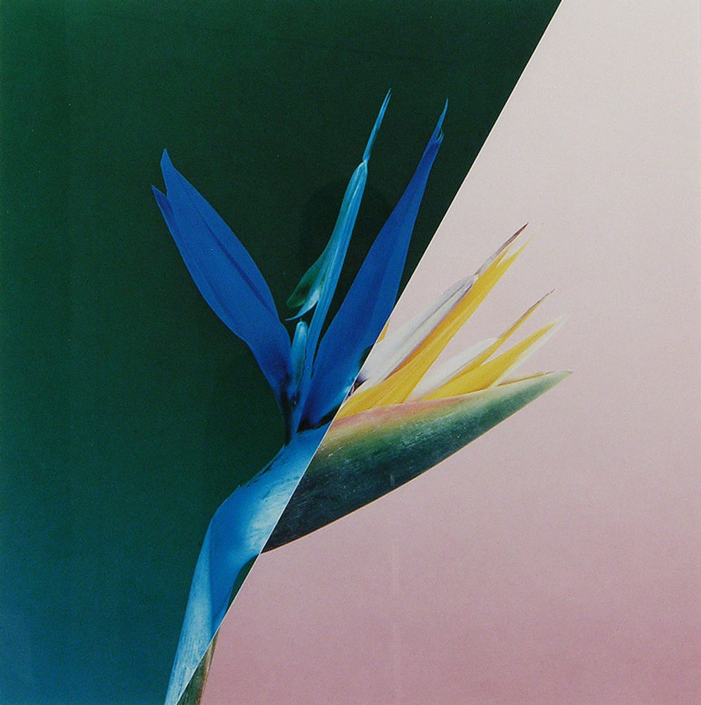 Musaceae Strelitzia reginae