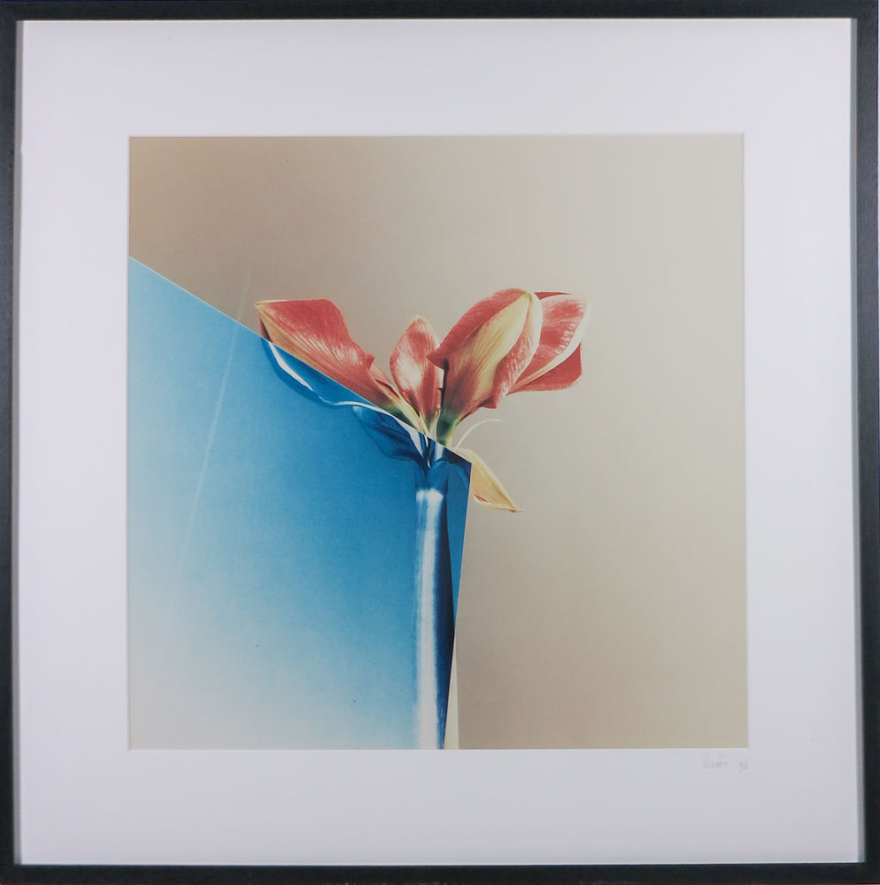 Amaryllis