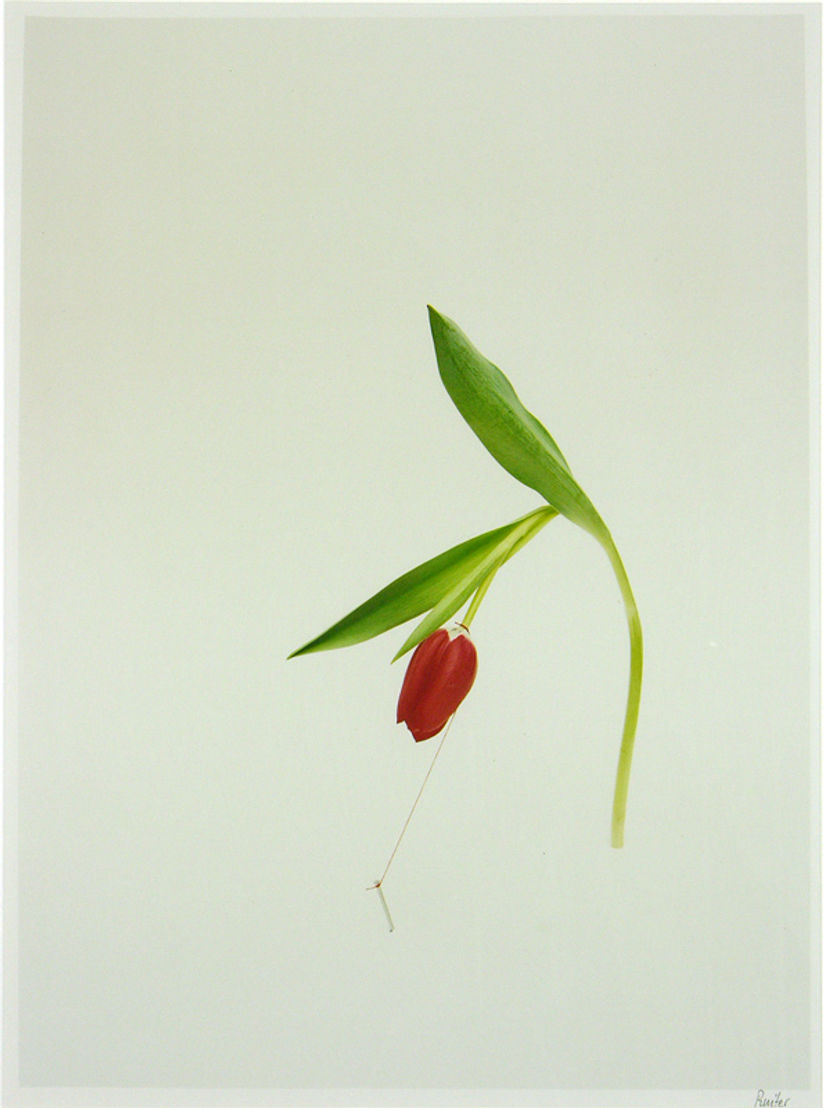 Tulp