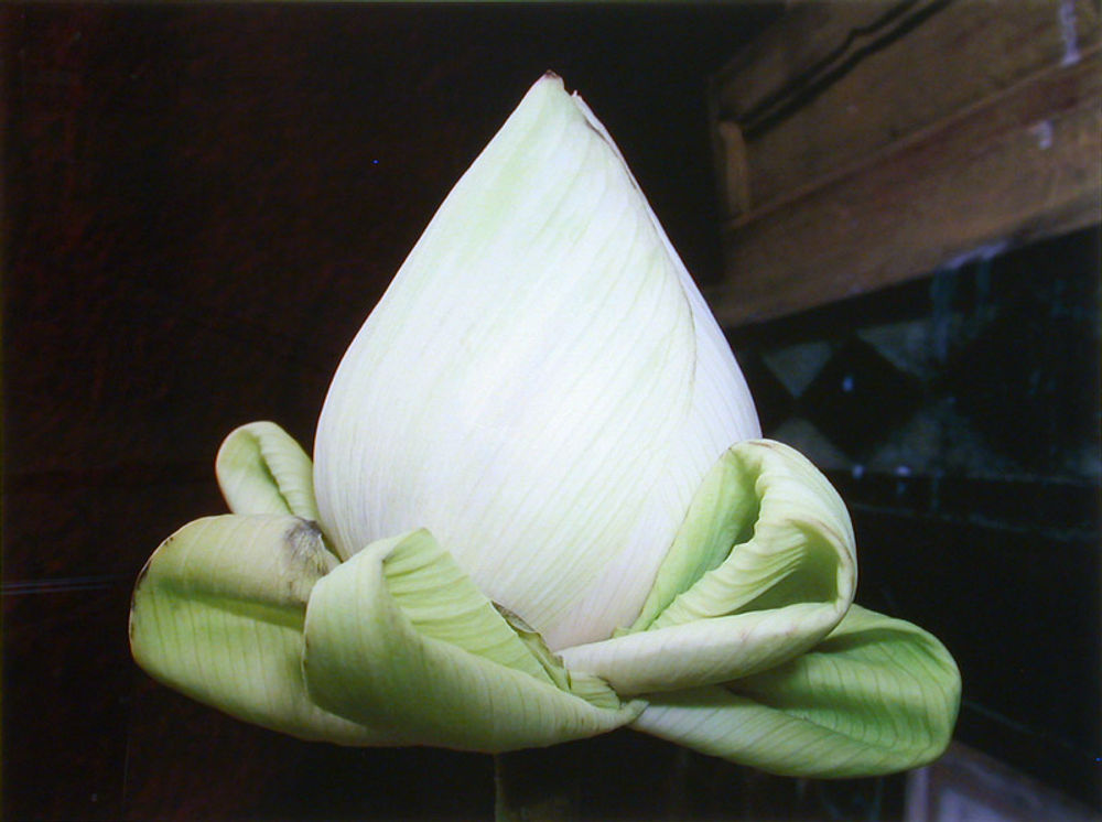 Offerlotus