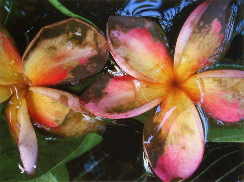 Waterbloem