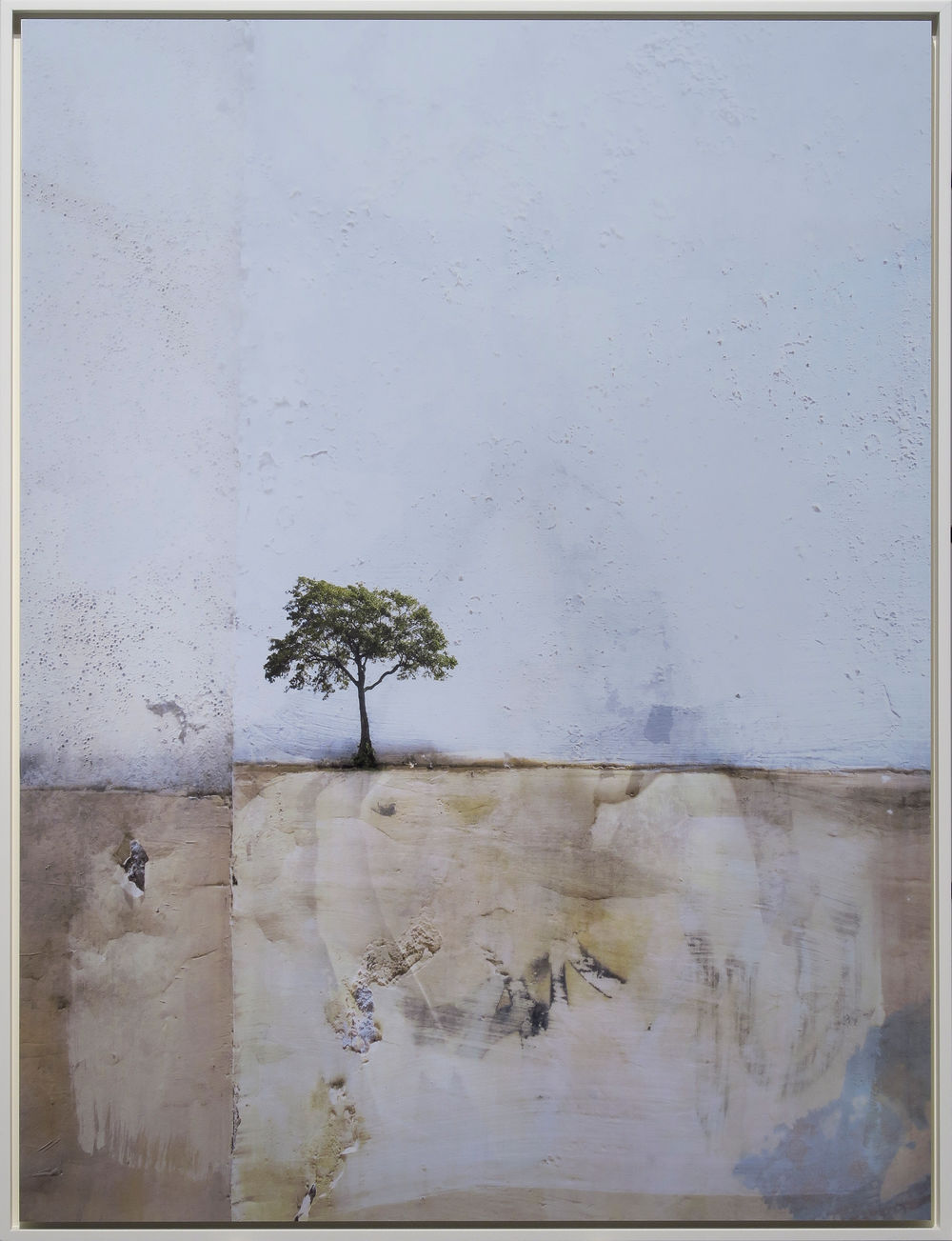 Solitary tree 16