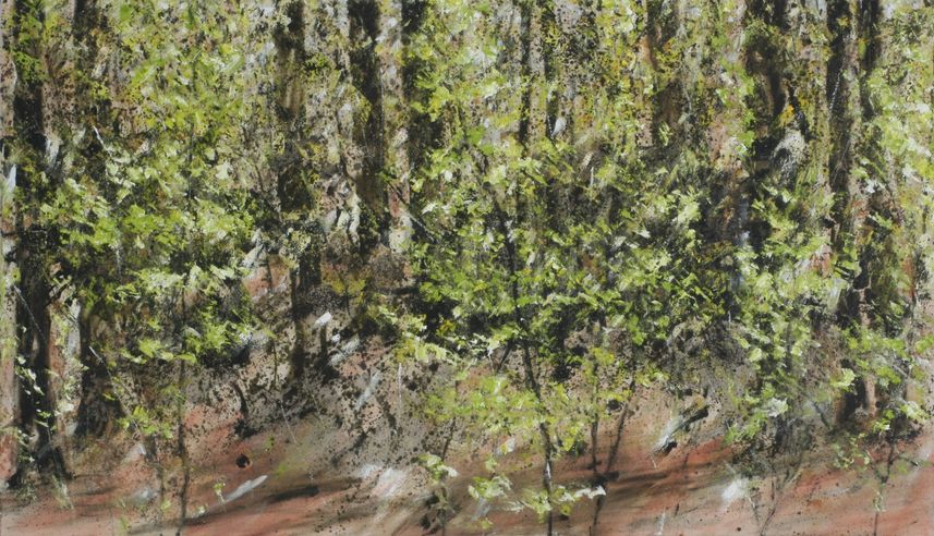 Bomen Bos Beek 2