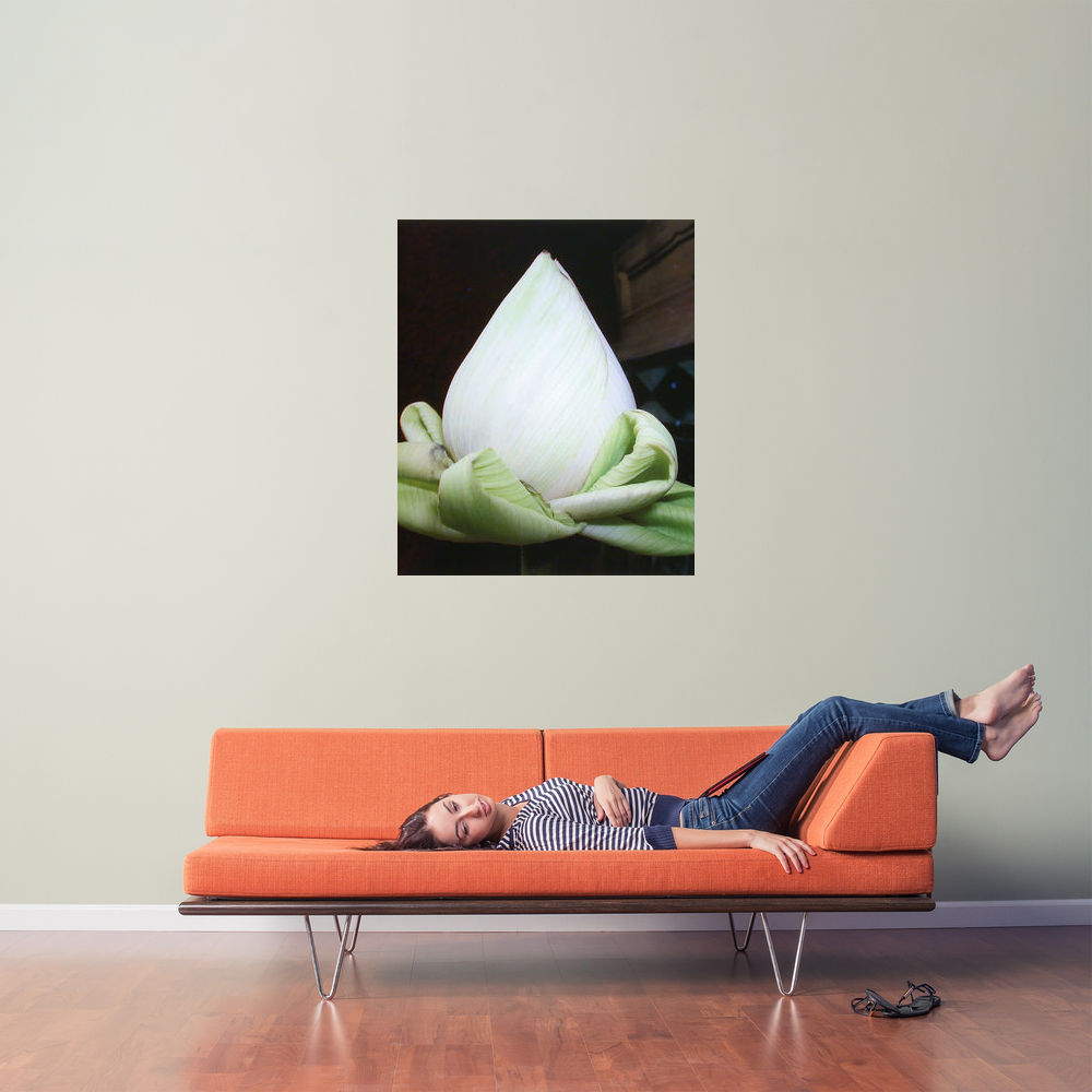 Offerlotus