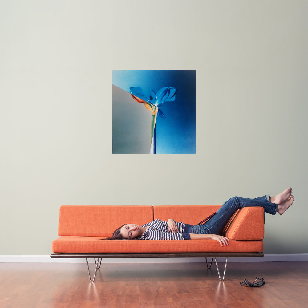 Amaryllidaceae Amaryllis