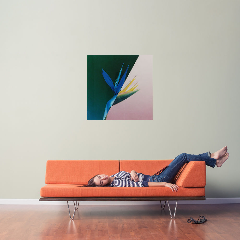 Musaceae Strelitzia reginae